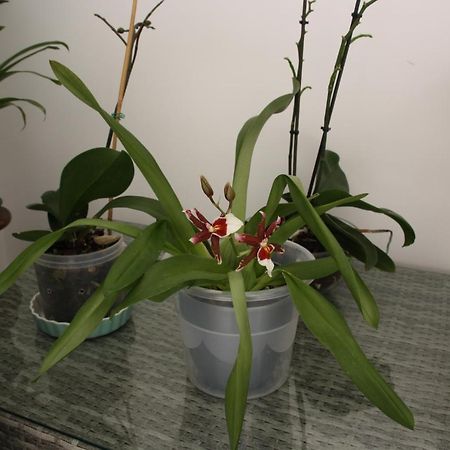 Apartament House Of Orchids With Patio Vila Real de Santo António Zewnętrze zdjęcie